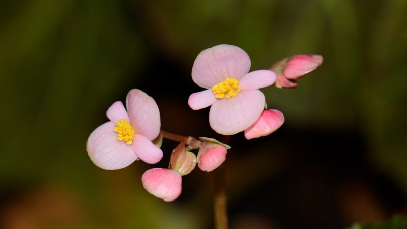 Begonia