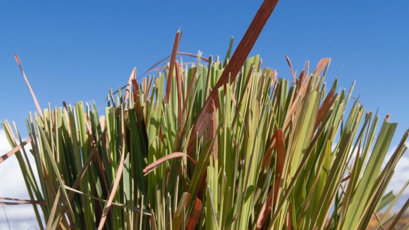 Benefits of Growing Lemongrass in Pots