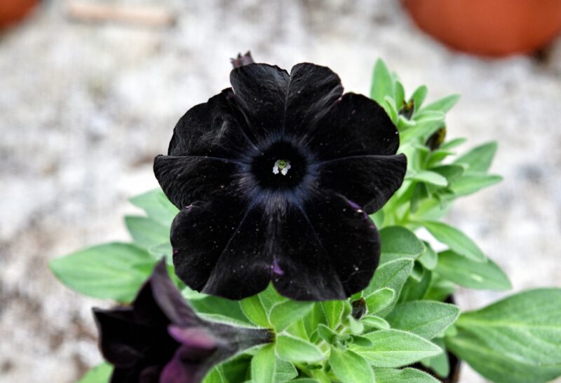 Black Petunia Plant Care