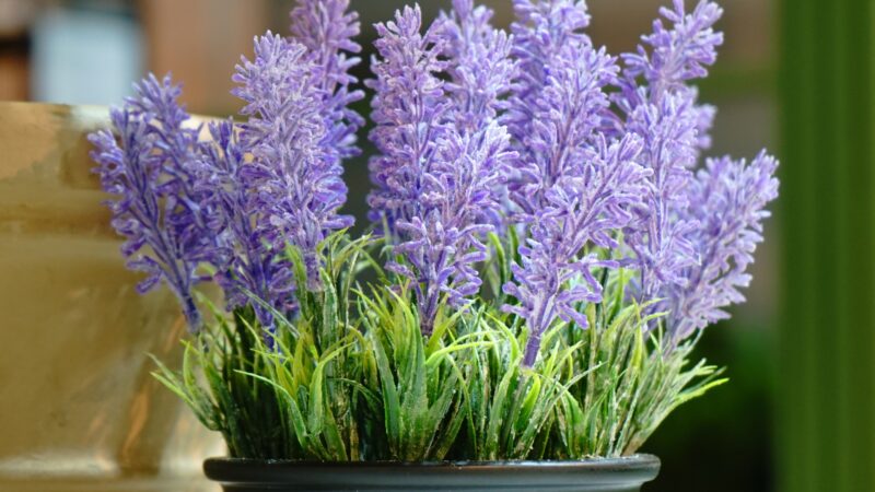 Can You Grow Lavender in a Pot