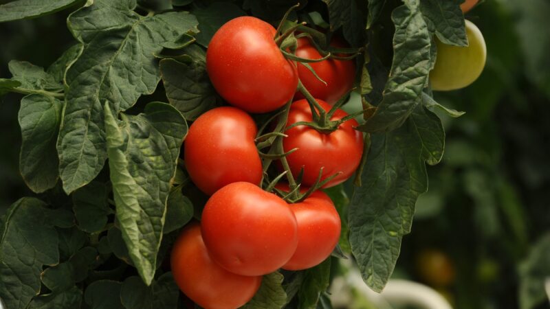 Can You Grow Tomatoes Indoors