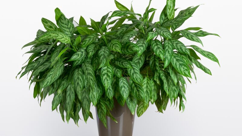 Chinese Evergreen