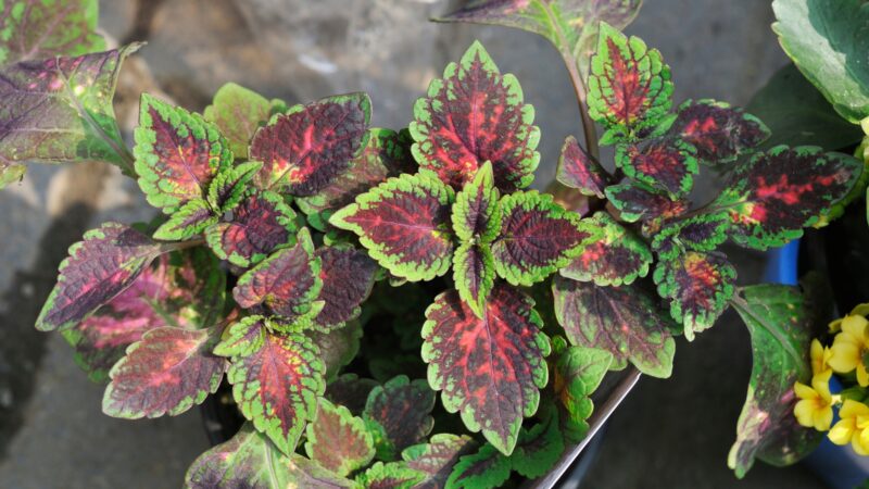 Coleus