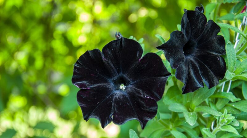 Common Problem With Black Petunia Plant