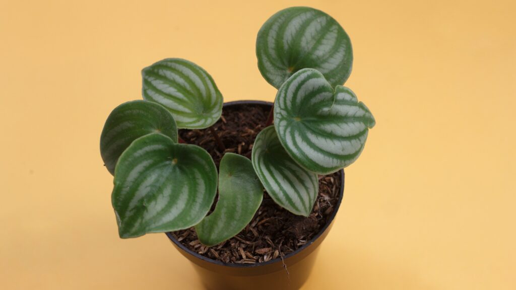 Common Problems When Propagating a Watermelon Peperomia Plant