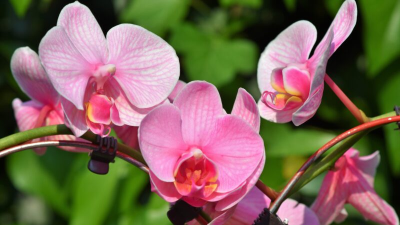 Do Orchids Rebloom
