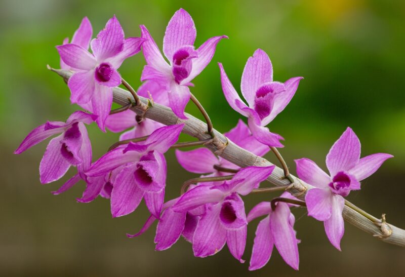 Do Orchids Rebloom.