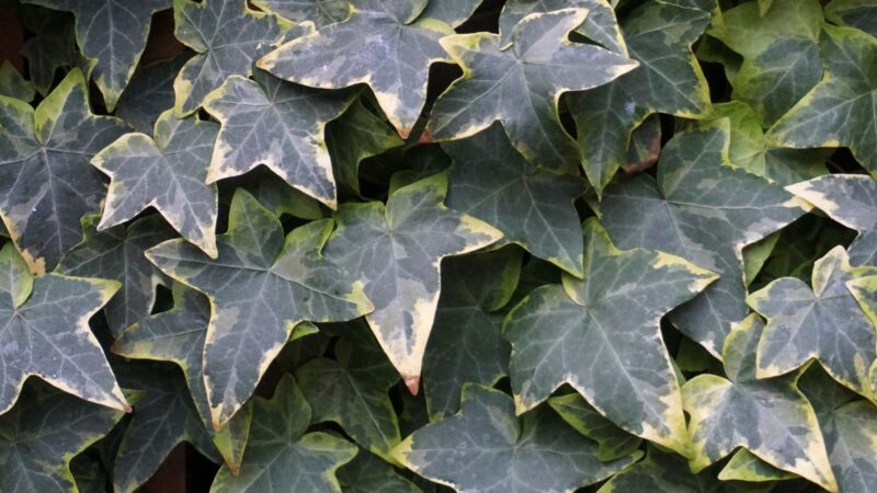 English Ivy