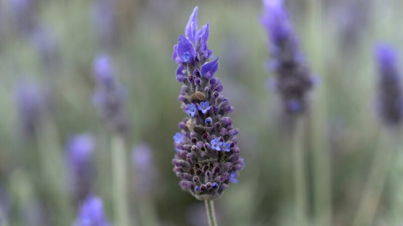 English Lavender (Lavandula angustifolia)