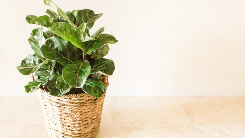 Fiddle-Leaf Fig