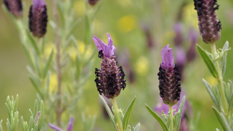 French Lavender (Lavandula stoechas)