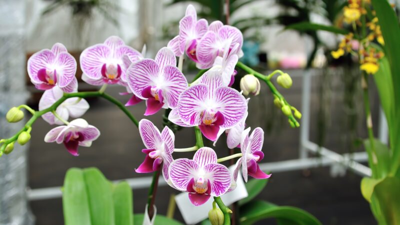 How Long Orchid Flowers Last