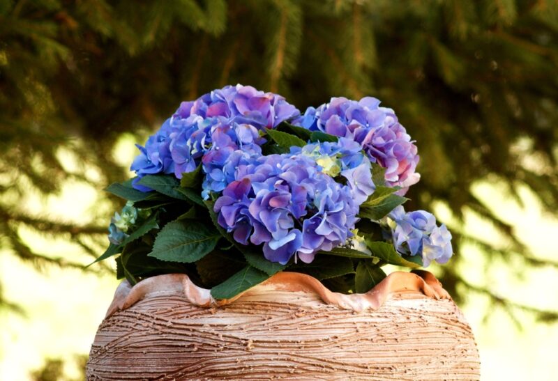 How to Care For Hydrangea Tree