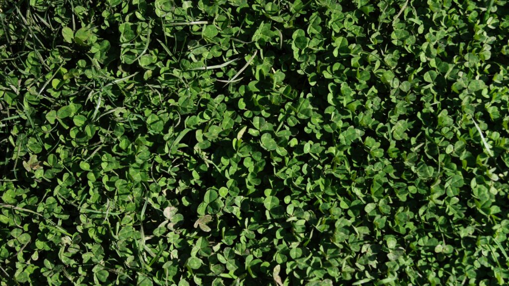 How to Care for a Microclover Lawn