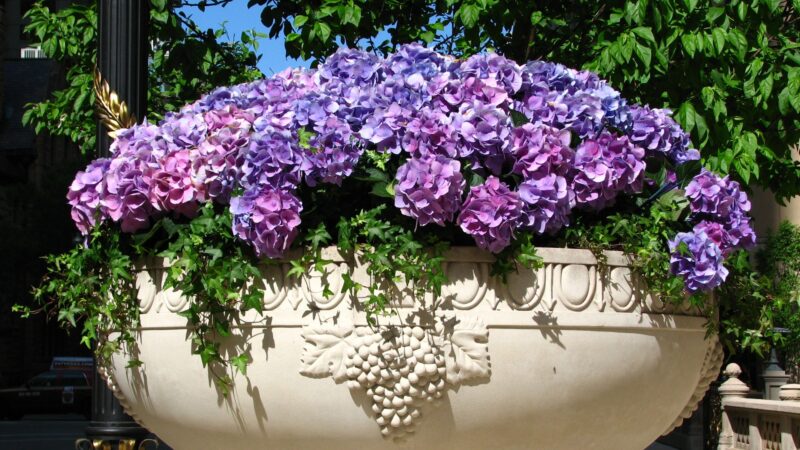 How to Get Hydrangea Tree to Bloom