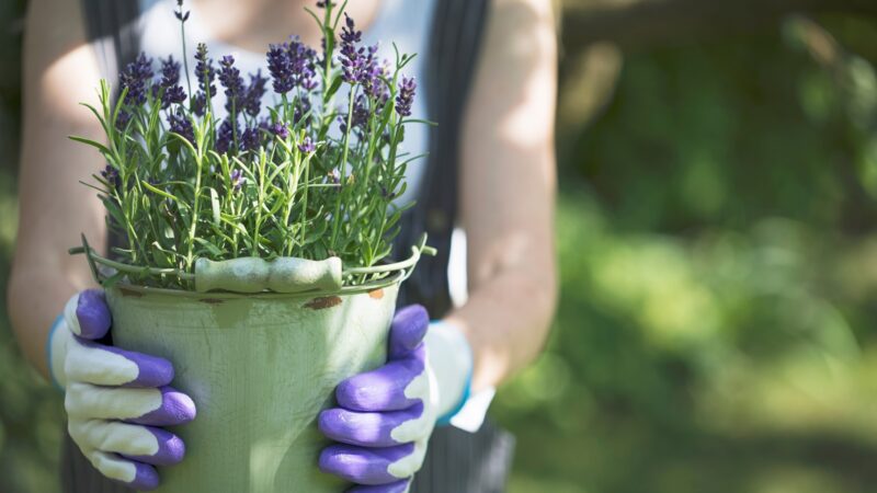 How to Grow Lavender in Pots