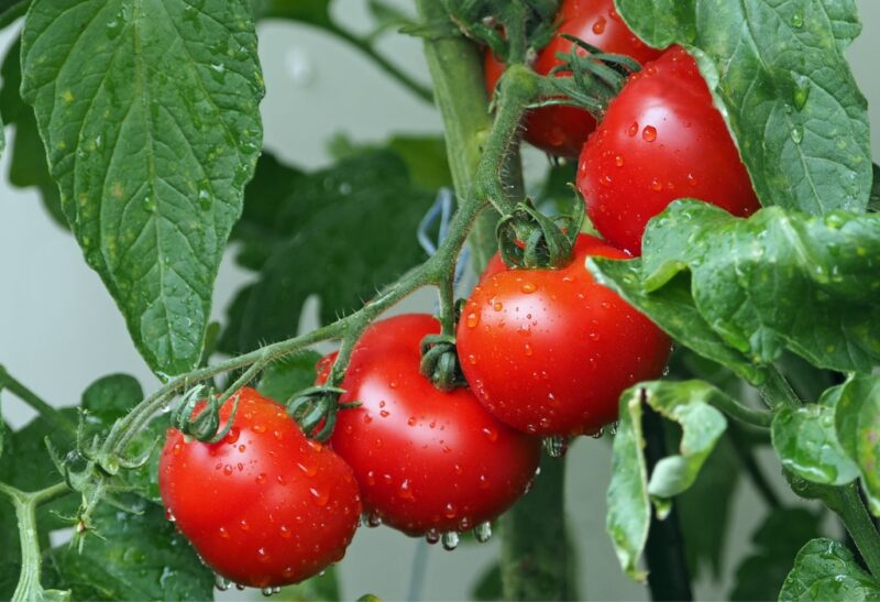 How to Grow Tomatoes Indoors