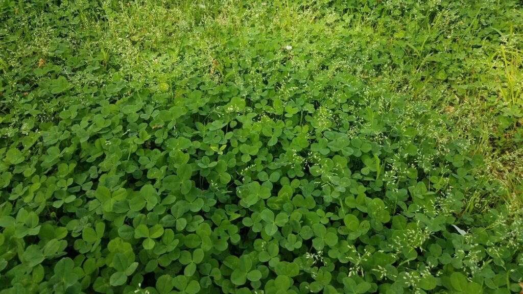 How to Grow a Microclover Lawn.