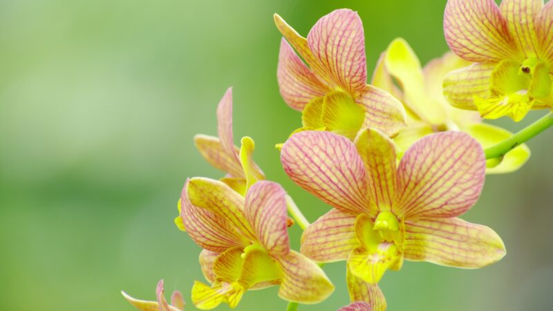 How to Know If Yellowing Leaves in Your Orchid is Natural