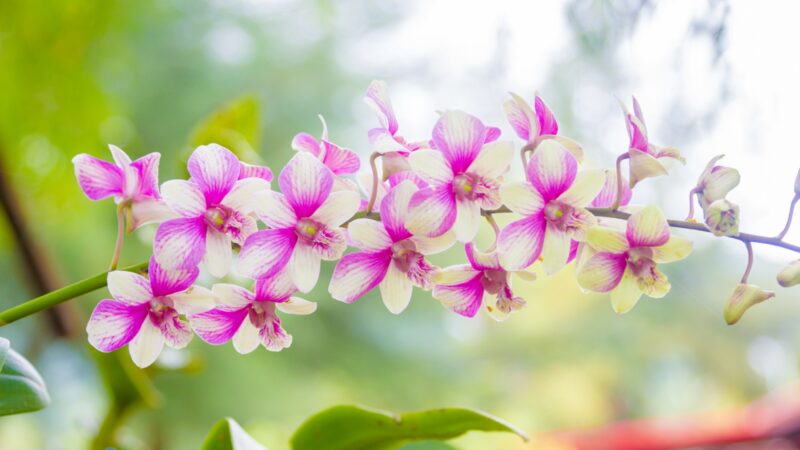 How to Make an Orchid Grow a New Spike