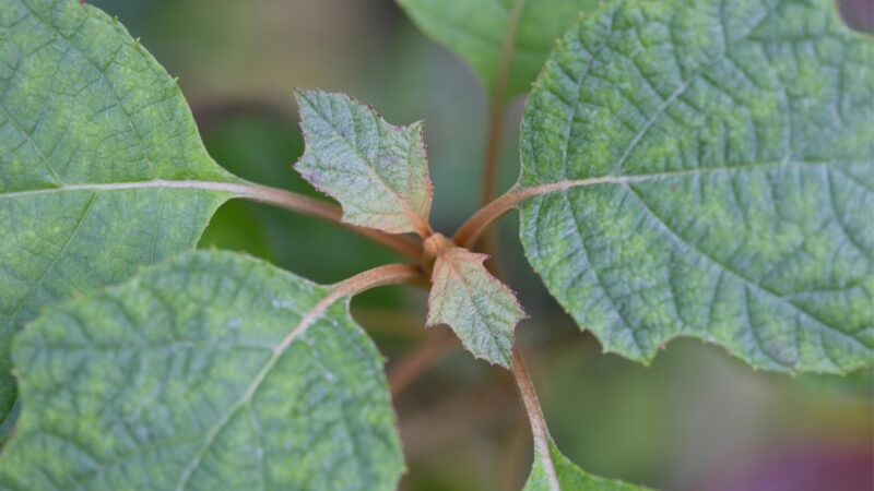 How to Prevent Your Hydrangea Leaves From Turning Brown