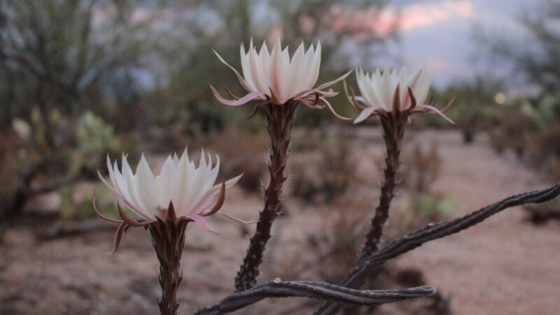 How to Propagate Queen of the Night Flower