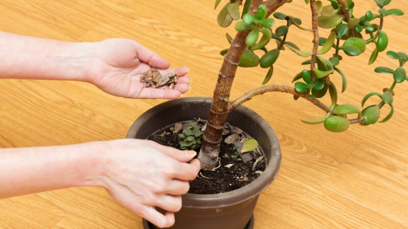How to Propagate a Jade Plant - Leaf Method