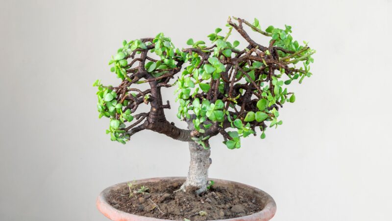 How to Propagate a Jade Plant - Stem Method