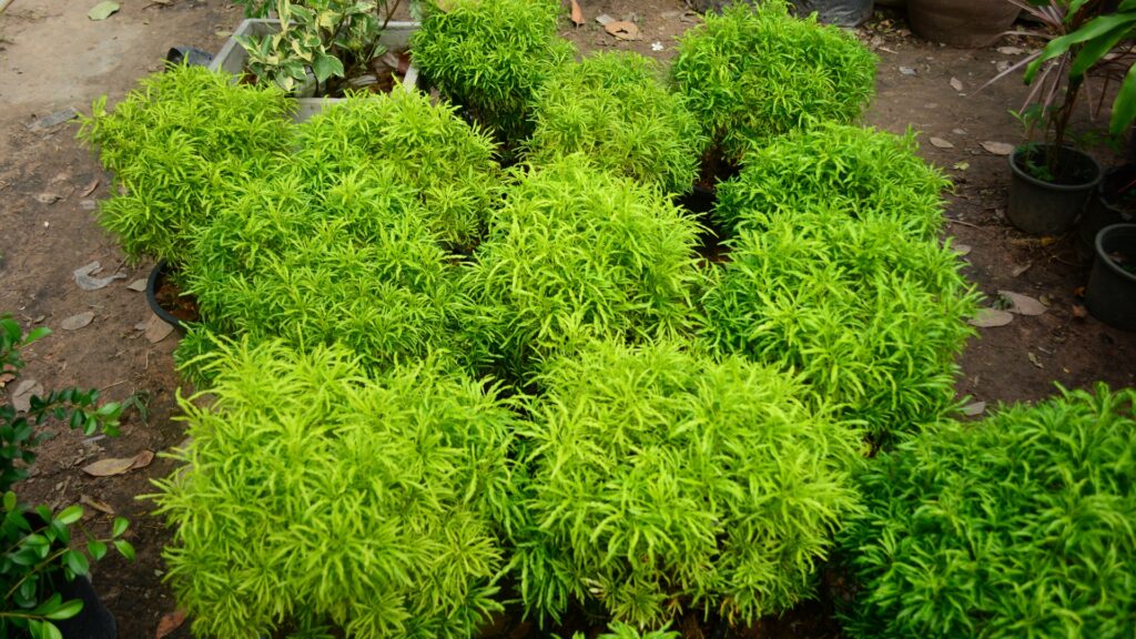 How to Take Care of Aralia Plant