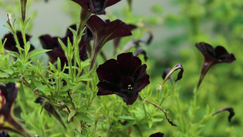 How to Take Care of Black Petunia Plants