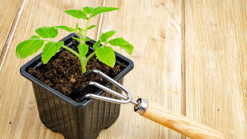 How to Take Care of Tomatoes Indoors