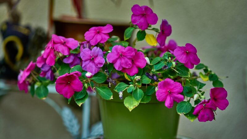 Impatiens