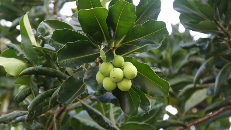 Indian Laurel