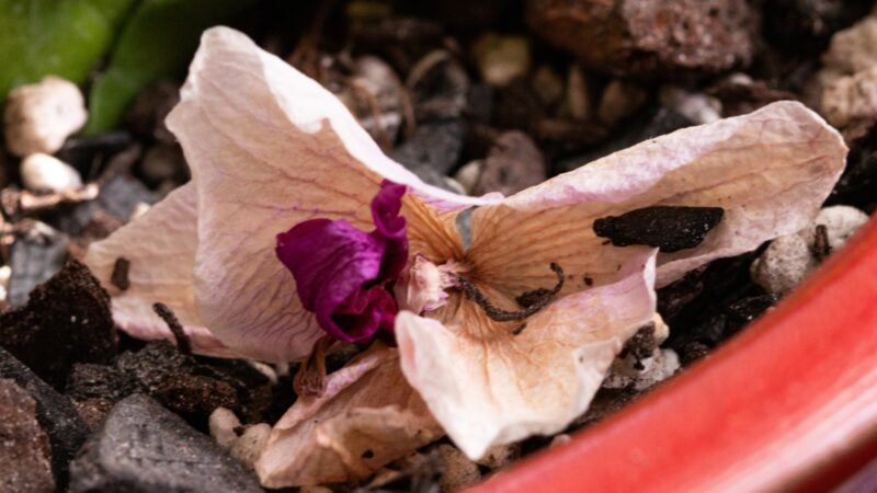 Is It Possible to Revive a Wilting Orchid