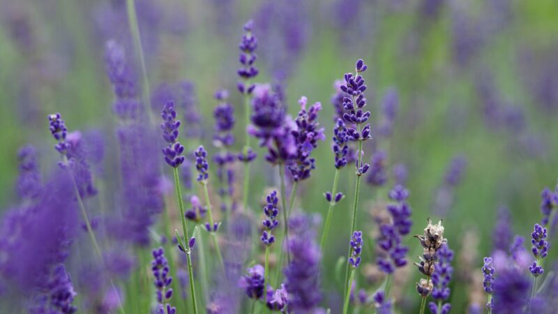 Lavender Hybrids