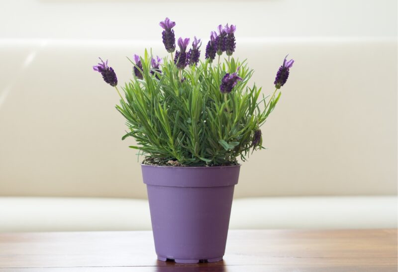 Lavender in Pots