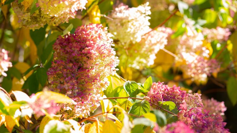 Limelight Hydrangea Tree