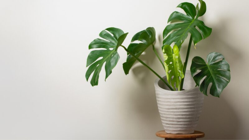 Monstera