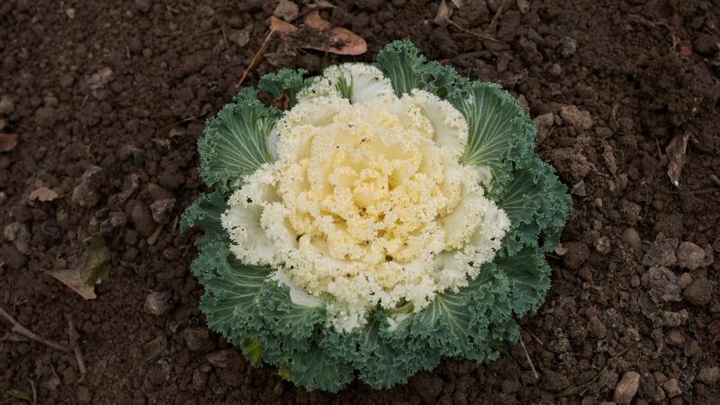 Ornamental Kale