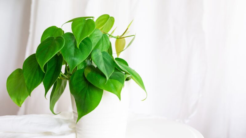 Philodendron