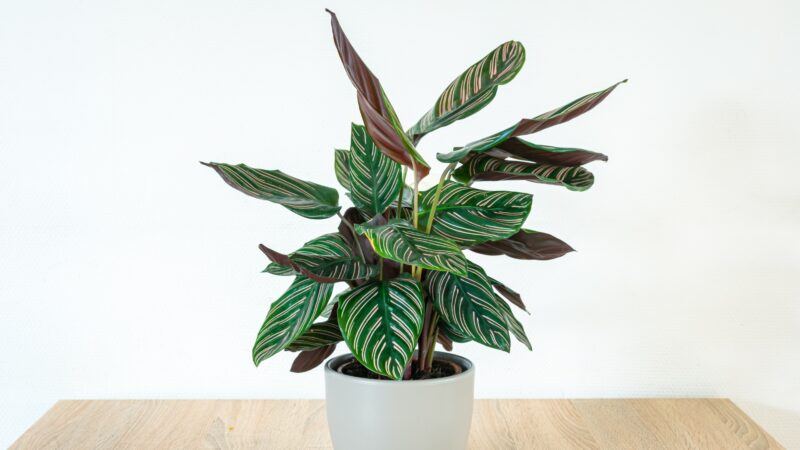 Prayer Plant