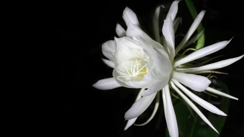 Queen of the Night Flower - All You Need to Know!