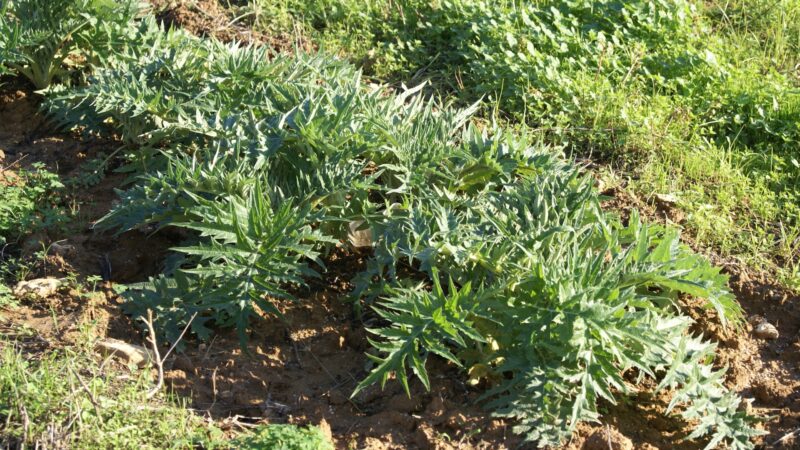 Red Russian Kale