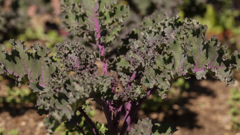 Scarlet Kale