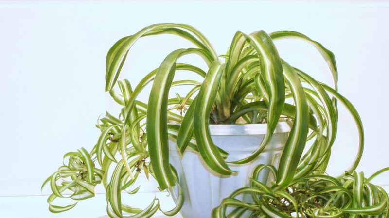 Spider Plant