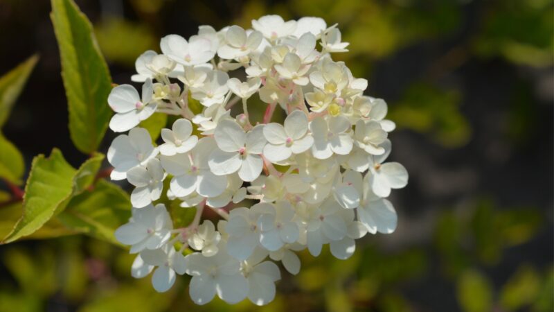 Vanilla Strawberry Hydrangea Tree