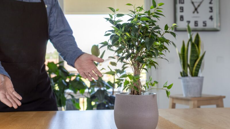 Weeping Fig