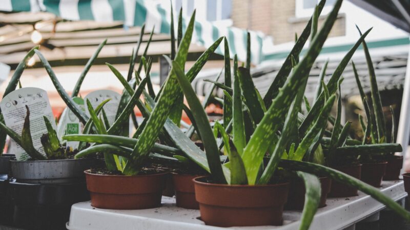 What Are Aloe Vera Plants