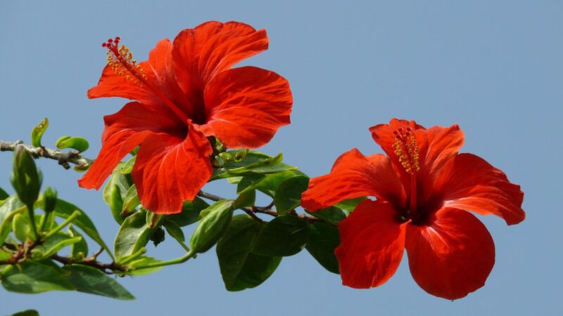 What Are Hibiscus Plants