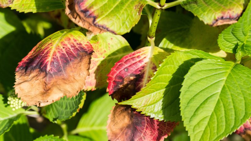 What Do Hydrangea Leaves Turning Brown Look Like